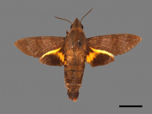 Macroglossum corythus luteata[黃紋長喙天蛾][00088055]