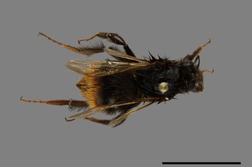 Bombus trifasciatus[威氏熊蜂][00072351]