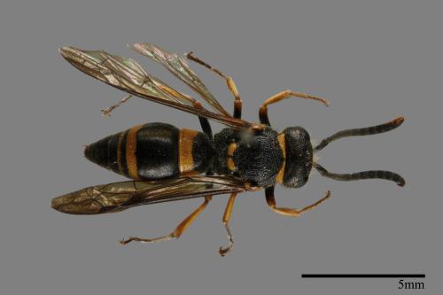 Ancistrocerus montuosus[00099992]