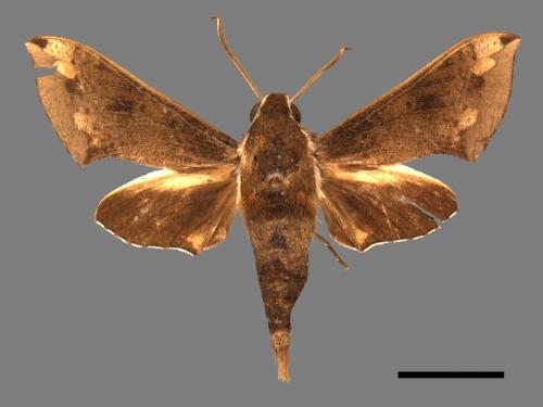 Rhagastis binoculata[雙斑白肩天蛾][00017713]