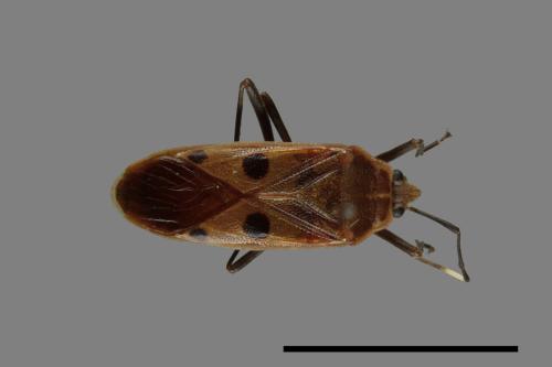 Physopelta quadriguttata[00040242]