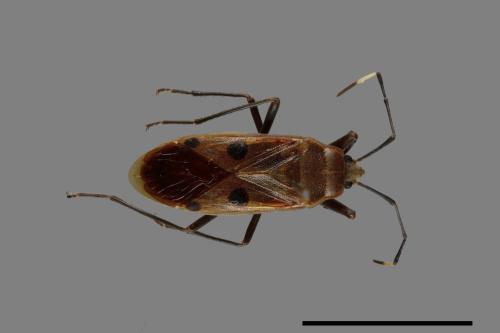 Physopelta quadriguttata[00040956]