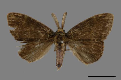 Ilema olivacea[角斑毒蛾][00052574]
