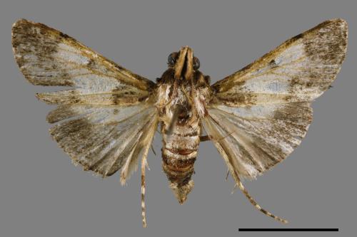 <已分類>Family：Pyralidae[螟蛾科][00064918]