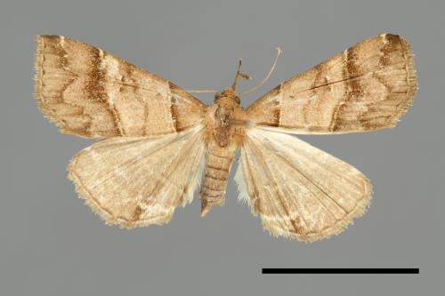 Bertula kosemponica[00010298]