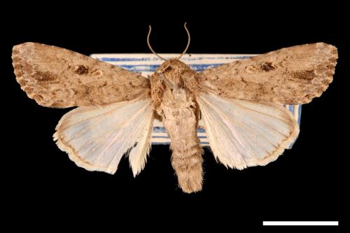 Spodoptera mauritia acronyctoides[灰翅夜蛾][00002739]