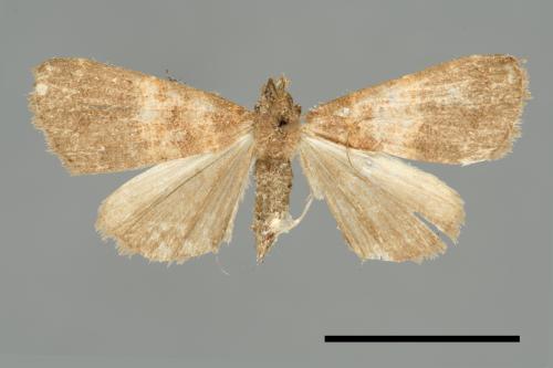 <已分類>Family：Noctuidae[夜蛾科][00011046]
