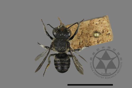 <已分類>Genus：Megachile[切葉蜂屬][00197213]