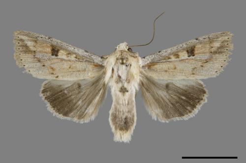 Mythimna albomarginata rubea[白緣秘夜蛾][00092719]