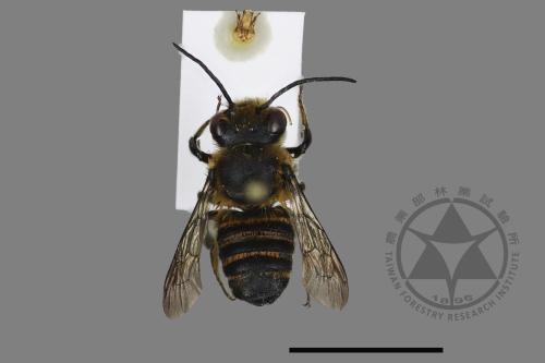 <已分類>Genus：Megachile[切葉蜂屬][00135243]