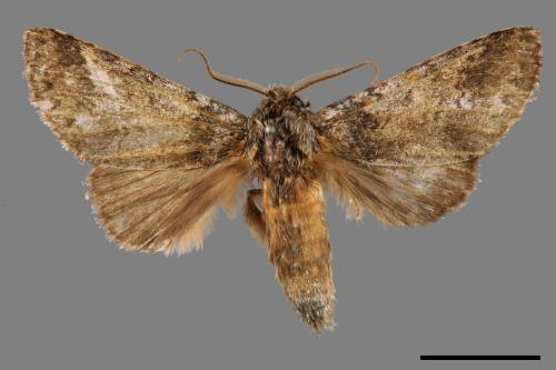 Pseudofentonia nigrofasciata[00044215]