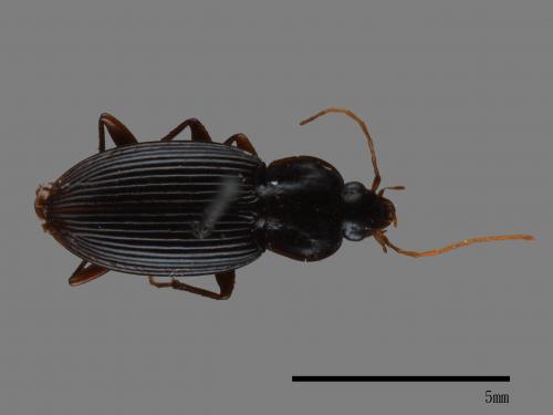 <已分類>Family：Carabidae[步行蟲科][00081987]