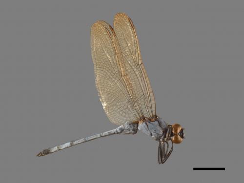 Orthetrum luzonicum[呂宋蜻蜓][00103564]