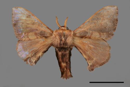 Triuncina brunnea[褐斑白蠶蛾][00058290]