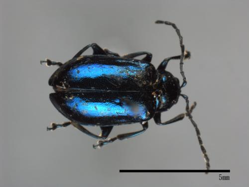 <已分類>Family：Chrysomelidae[金花蟲科][00080116]