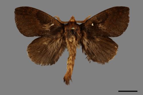 Dendrolimus punctatus[馬尾松枯葉蛾][00070266]