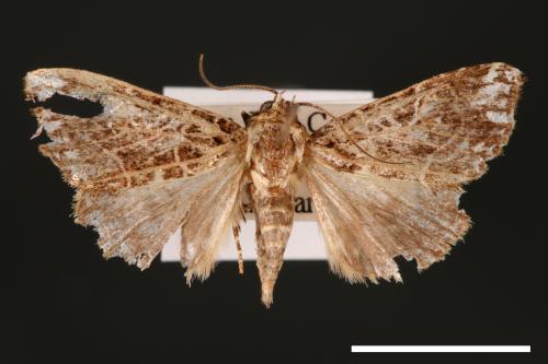 <已分類>Genus：Callopistria[00002487]