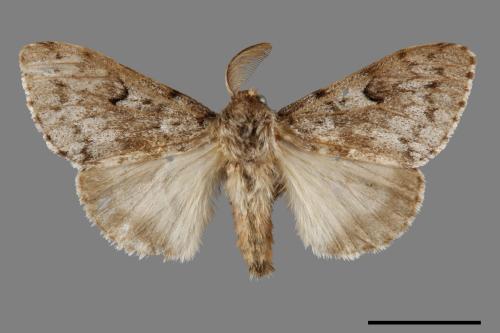 Lymantria umbrifera[L紋灰毒蛾][00057644]