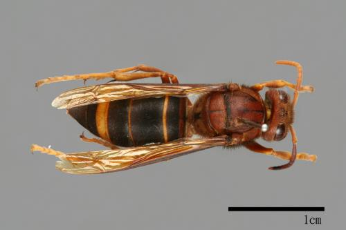 Vespa wilemani[威氏虎頭蜂][00098145]