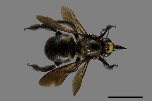 Xylocopa tranquebarorum[銅翼眥木蜂][00074807]