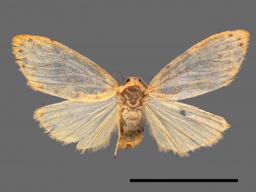 Asura alikangiae[關山豔苔蛾][00042039]
