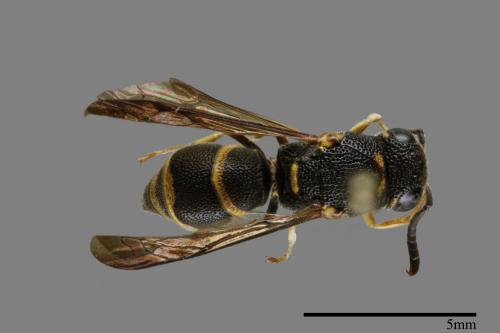 Parancistrocerus kuraruensis[鐘腰螨寄蜾臝][00093957]