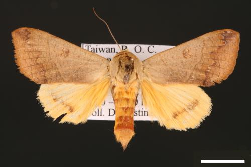 Ophiusa microtirhaca[00032427]