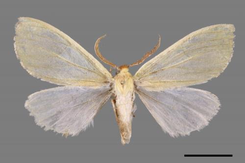 Doratoptera virescens[黃尺蛾][00052833]