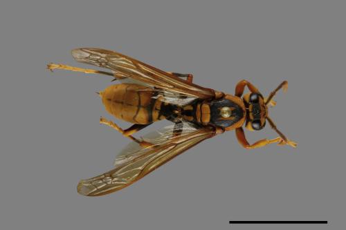 Polistes rothneyi[黃長腳蜂][00074343]