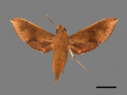 Rhagastis castor formosana[臺灣白肩天蛾][00017775]