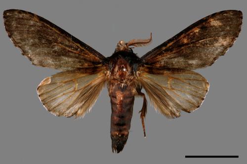 Fentonia baibarana[平紛舟蛾][00045649]