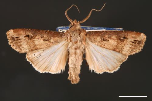 Agrotis ipsilon[小地老虎][00000662]