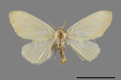 <已分類>Genus：Euproctis[00029943]