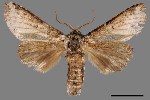 Neodrymonia seriatopunctata[黃肩舟蛾][00047657]