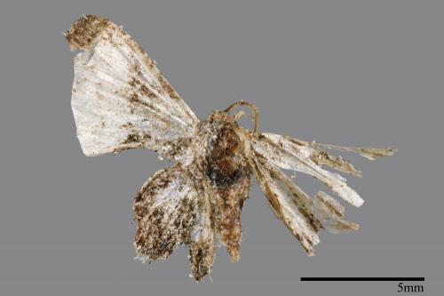 Monobolodes pernigrata[圓翅寬帶雙尾蛾][00089729]