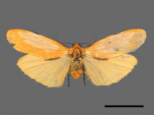 Conilepia nigricosta paiwan[藍緣苔蛾][00051628]