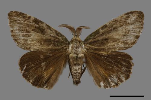 Ilema olivacea[角斑毒蛾][00057377]