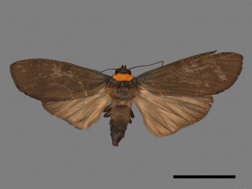 Paraona staudingeri[烏閃苔蛾][00057505]