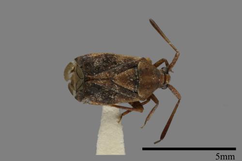 <已分類>Family：Miridae[盲椿象科][00079935]