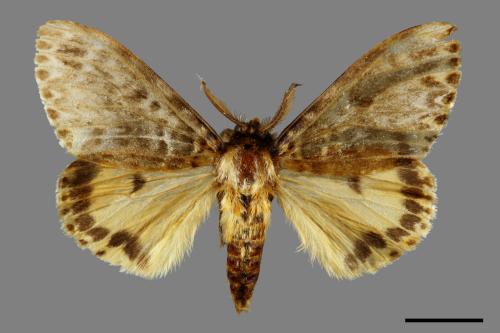 Lymantria mathura subpallida[波斑毒蛾][00052563]