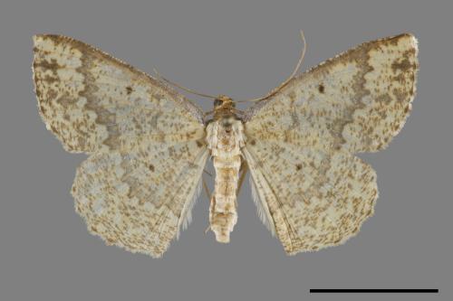 Synegia masuii[隱鋸黃尺蛾][00100630]