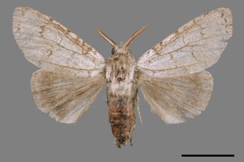 Lepidoptera unknown(lepidoptera[鱗翅目][00051859]