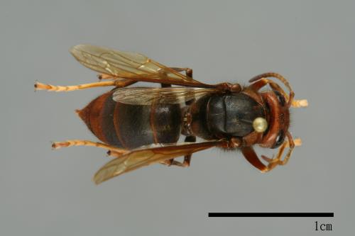 Vespa velutina[黃腳虎頭蜂][00096148]