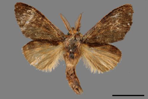 Syntypistis cyanea[青胯白舟蛾][00059892]