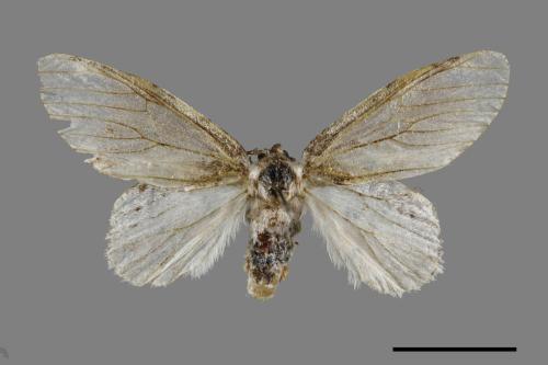 Liparopsis postalbida[中灰舟蛾][00044499]