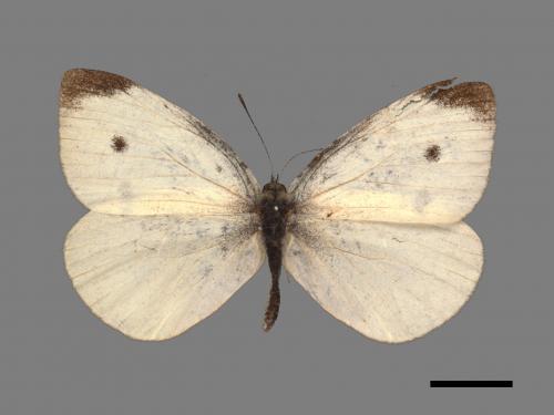 Pieris rapae crucivora[紋白蝶][00015008]