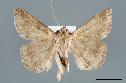 <已分類>Genus：Ericeia[00006427]