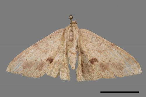 Luxiaria mitorrhaphes[雙斑鈎尺蛾][00087354]