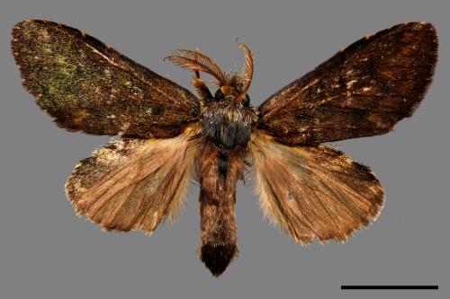 Syntypistis viridipicta[基青舟蛾][00044384]