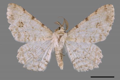 Lassaba parvalbidaria parvalbidaria[污雪雙斑尺蛾][00057875]